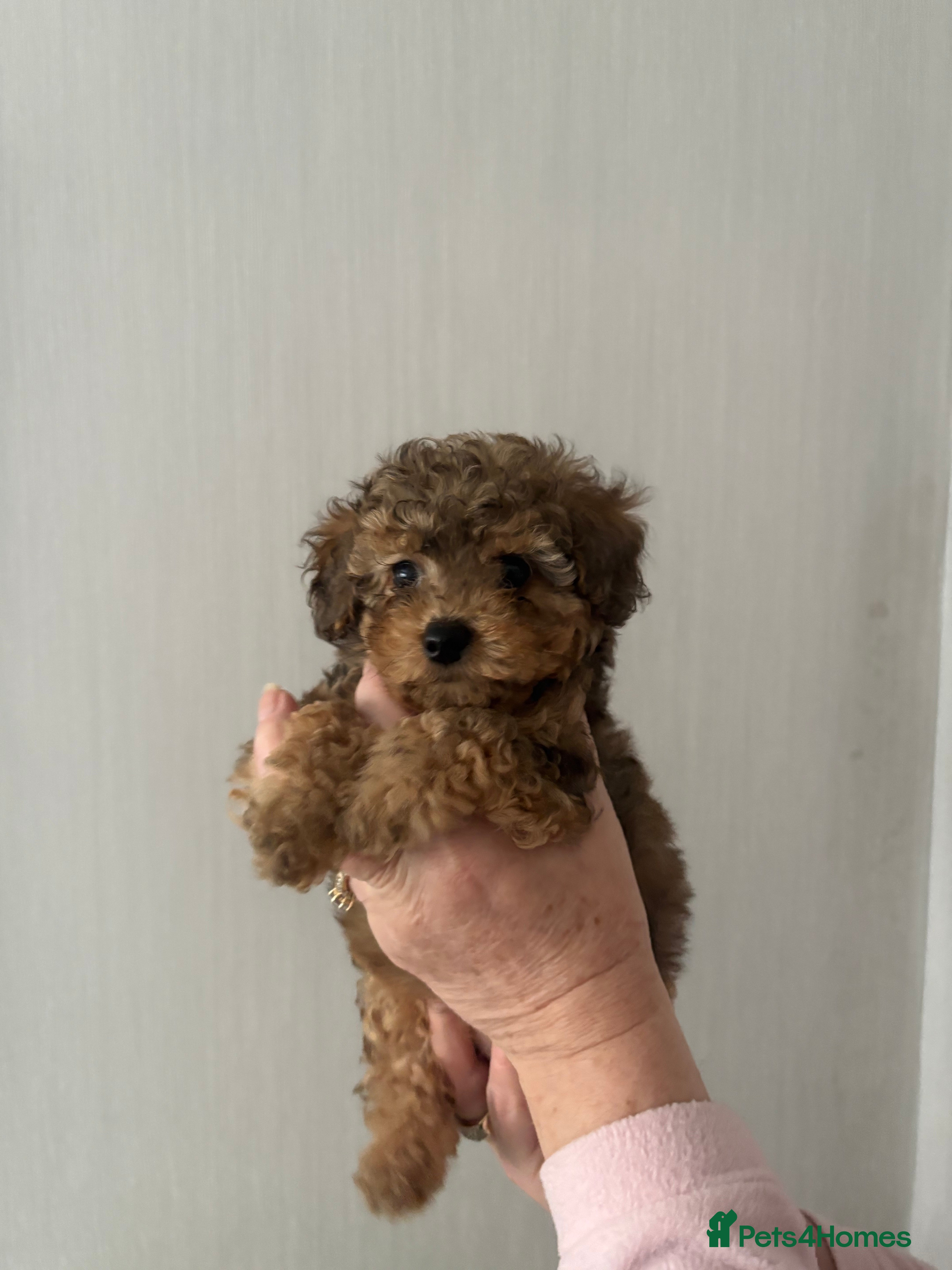 Cockapoo dogs MINITURE COCKAPOO  GIRL - Advert 5
