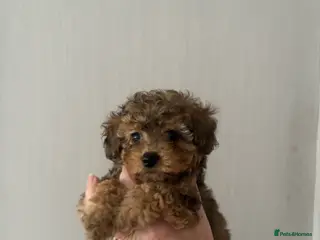 Cockapoo dogs MINITURE COCKAPOO GIRL - Advert 5