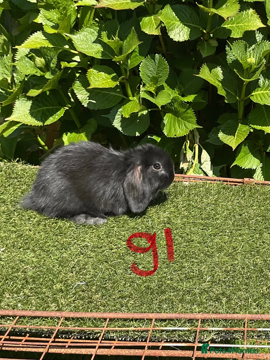Mini Lop rabbits for sale: Pure bred mini lops baby Rabbits. - Advert 25