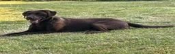 Labrador Retriever dogs for stud: Handsome Pedigree Chocolate KC registered Lab in Hereford - Advert 2