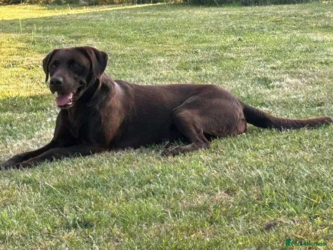 Labrador Retriever dogs for stud: Handsome Pedigree Chocolate KC registered Lab in Hereford - Advert 2