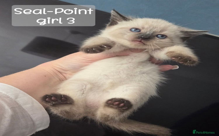 Ragdoll cats - Advert 2