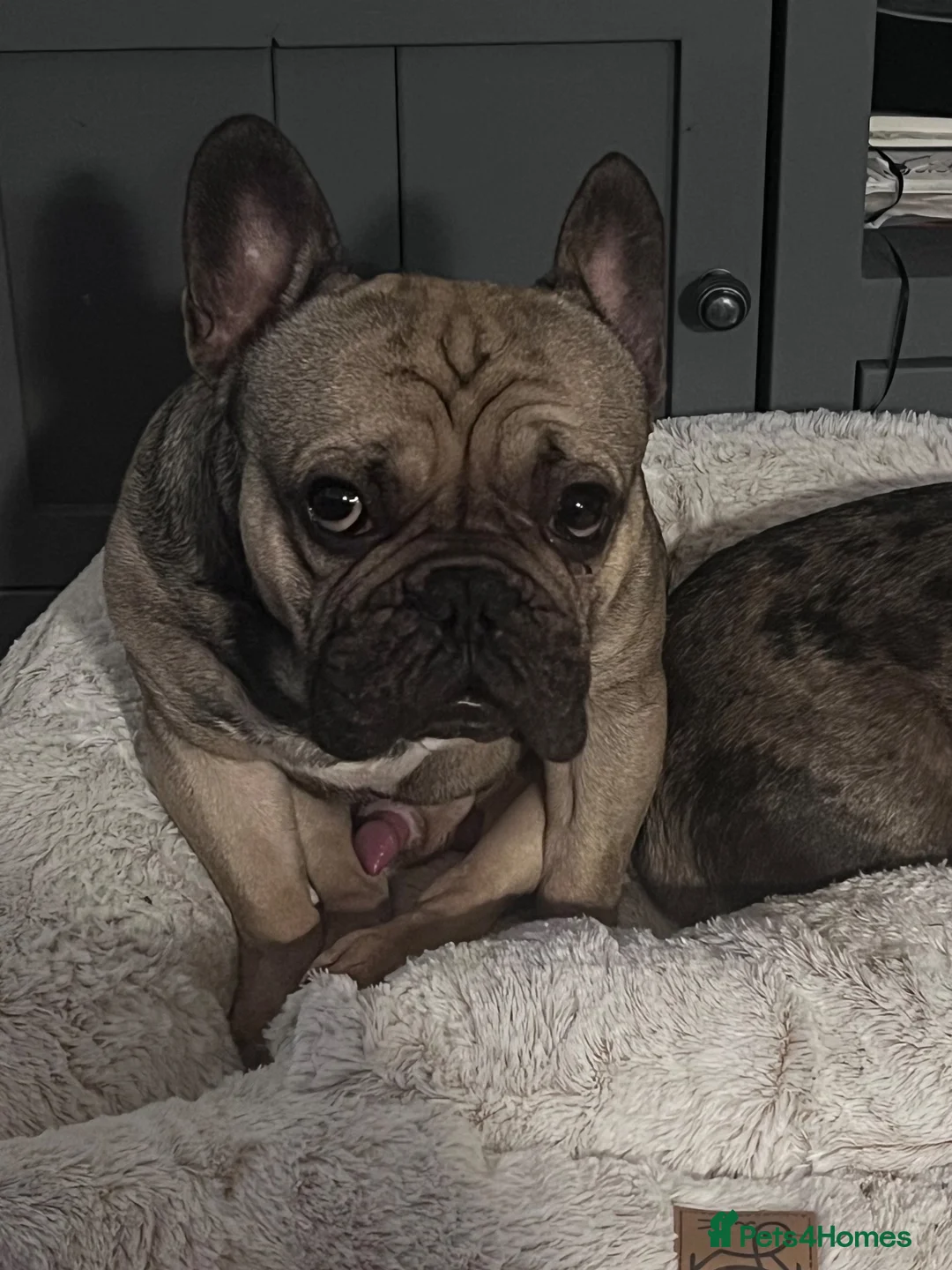 French Bulldog dogs for sale: RONNIE THE FRENCHIE in Moreton-in-Marsh - Advert 4