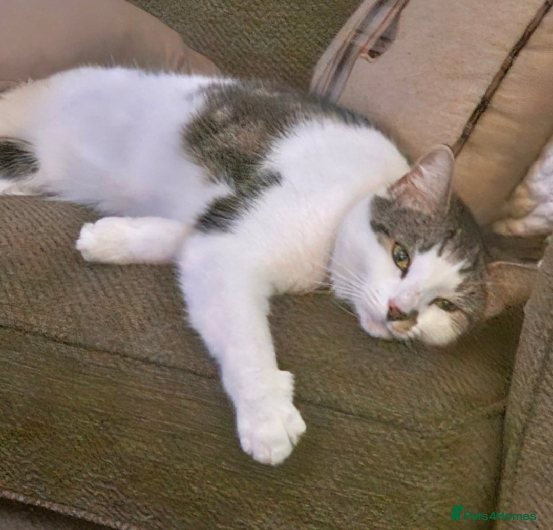 Mixed Breed cats for sale: 1xmale cat 1 female cat  - Advert 2