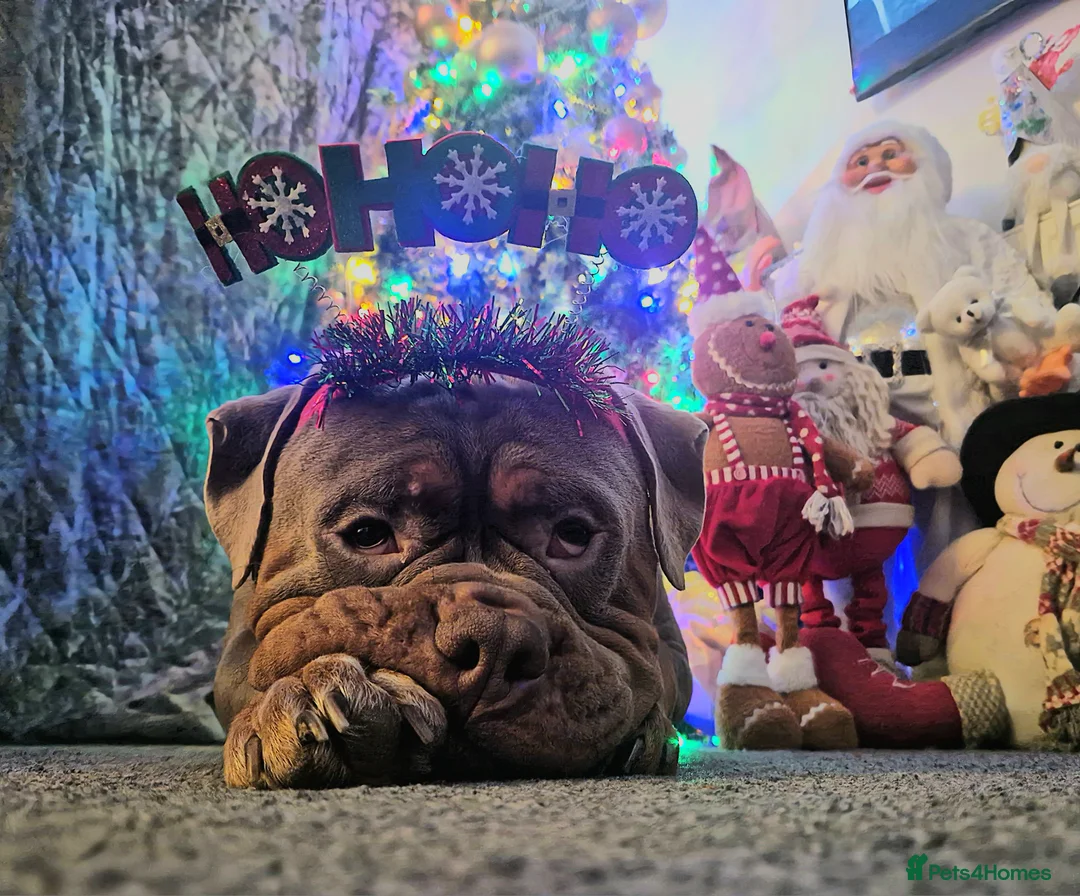 Olde English Bulldogge dogs for stud: Olde English Bulldogge for Stud - Winston in Thetford - Advert 5