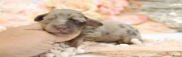 Miniature Dachshund dogs for sale: KC Longhair Miniature Dachshunds - Advert 20