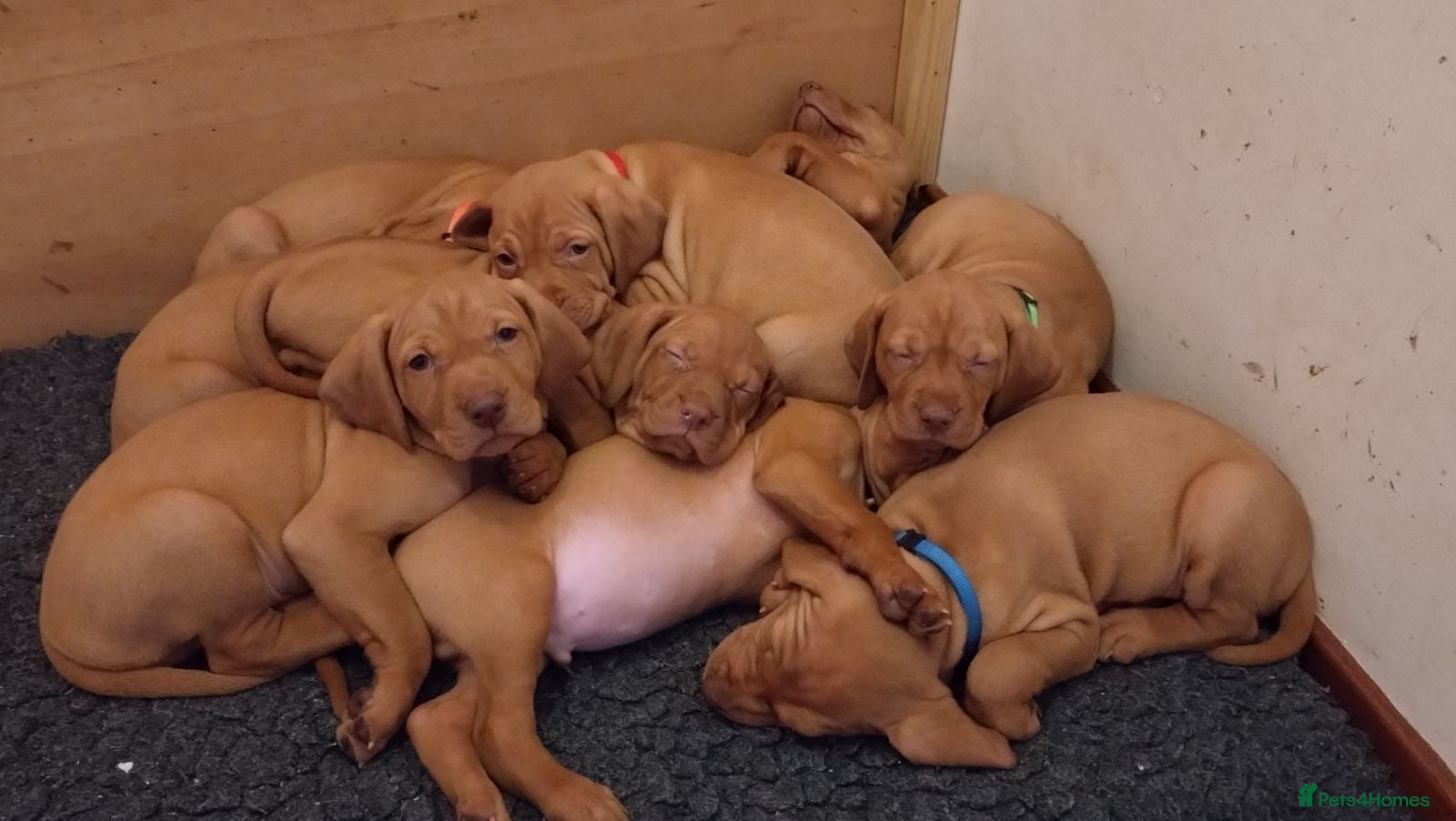 Hungarian Vizsla dogs KC registered, home-raised litter of vizsla pups - Advert 6