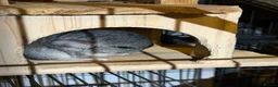 Chinchilla rodents for sale: 2x baby chinchillas - Advert 7