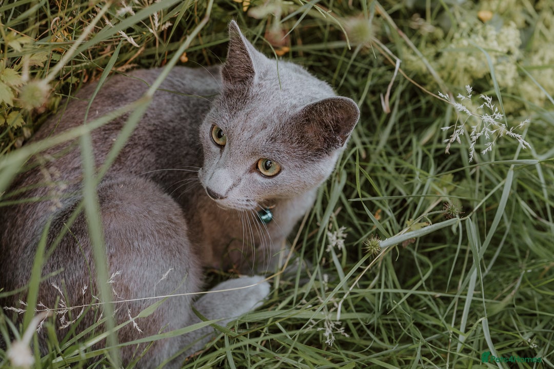 Russian Blue cats for sale: Rehoming: 18 month old Russian Blue - Image 3