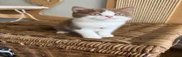 British Shorthair cats for sale: Stunning line BSH and BLH sisters  - Advert 6