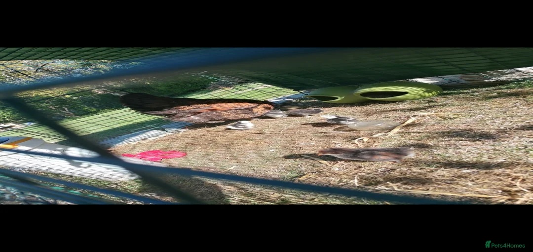 Gallery Image {{count}}