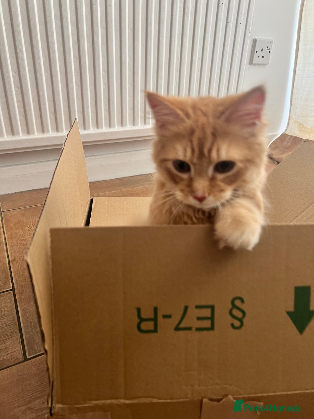 British Longhair cats for sale: Fluffy and Adorable Ginger Boy For Sale  - Advert 4