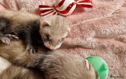 Ferret rodents for sale: Ferret kits mixed litter  - Image 13