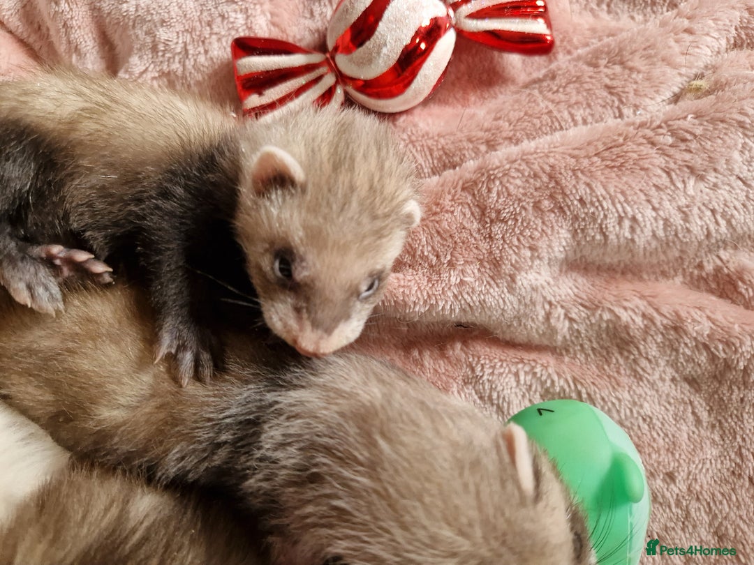 Ferret rodents for sale: Ferret kits mixed litter  - Image 13