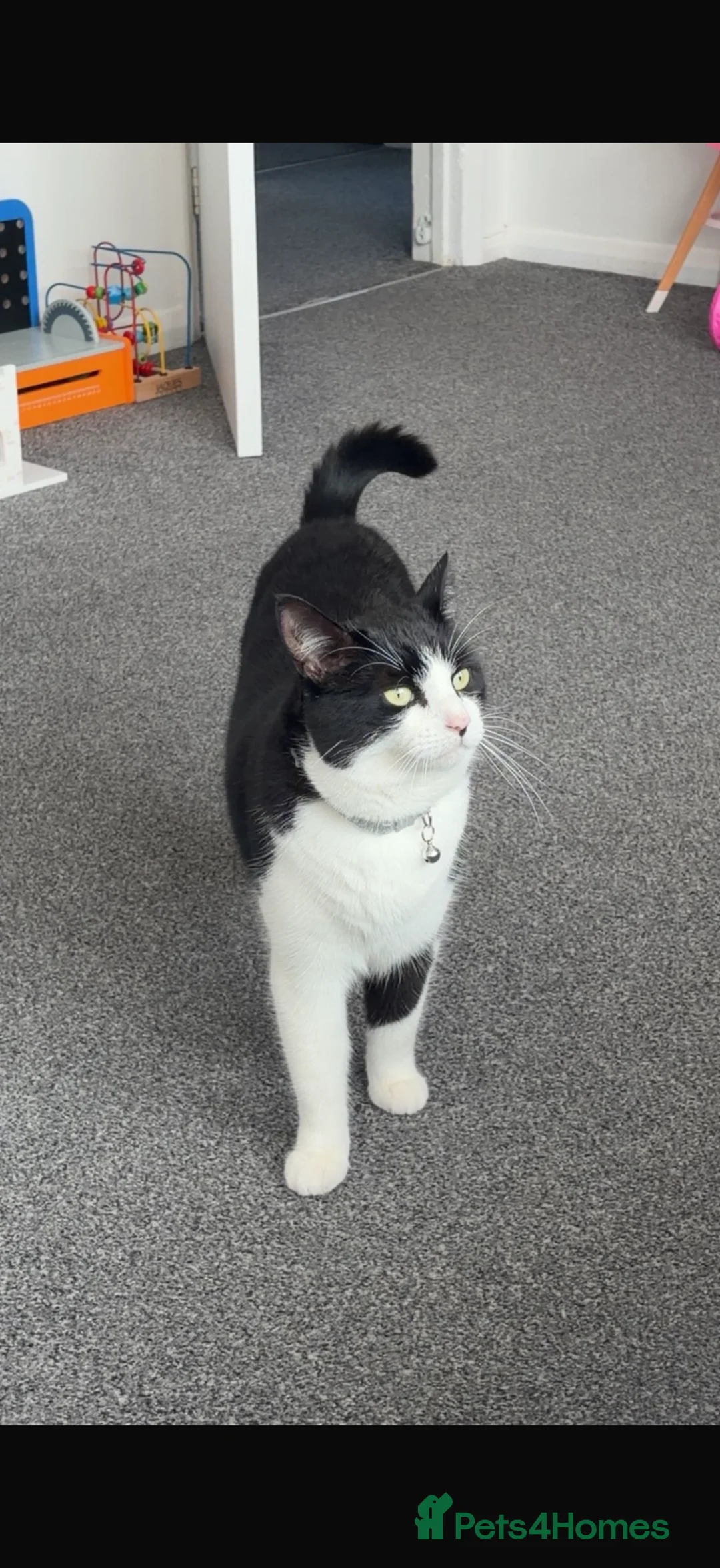 Domestic Shorthair cats for sale: 1 male and 1 female cat in Chichester - Advert 2