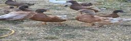 Ducks poultry for sale: Buff Orpington Drakes - Advert 3
