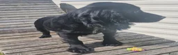 Cocker Spaniel dogs for sale: Black Cocker Spaniel Girl - Advert 7
