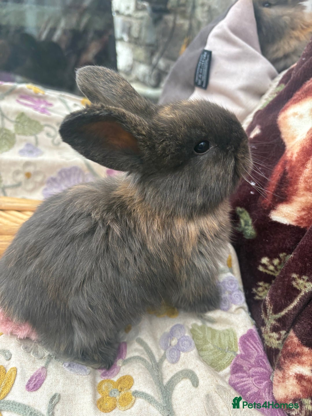 Mini Lop rabbits for sale: Raised indoors — mini lop and lion lops  - Advert 8