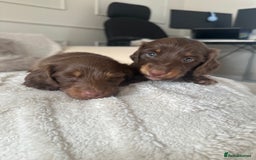 Miniature Dachshund dogs for sale: Exceptional quality long haired mini dachshunds - Image 18