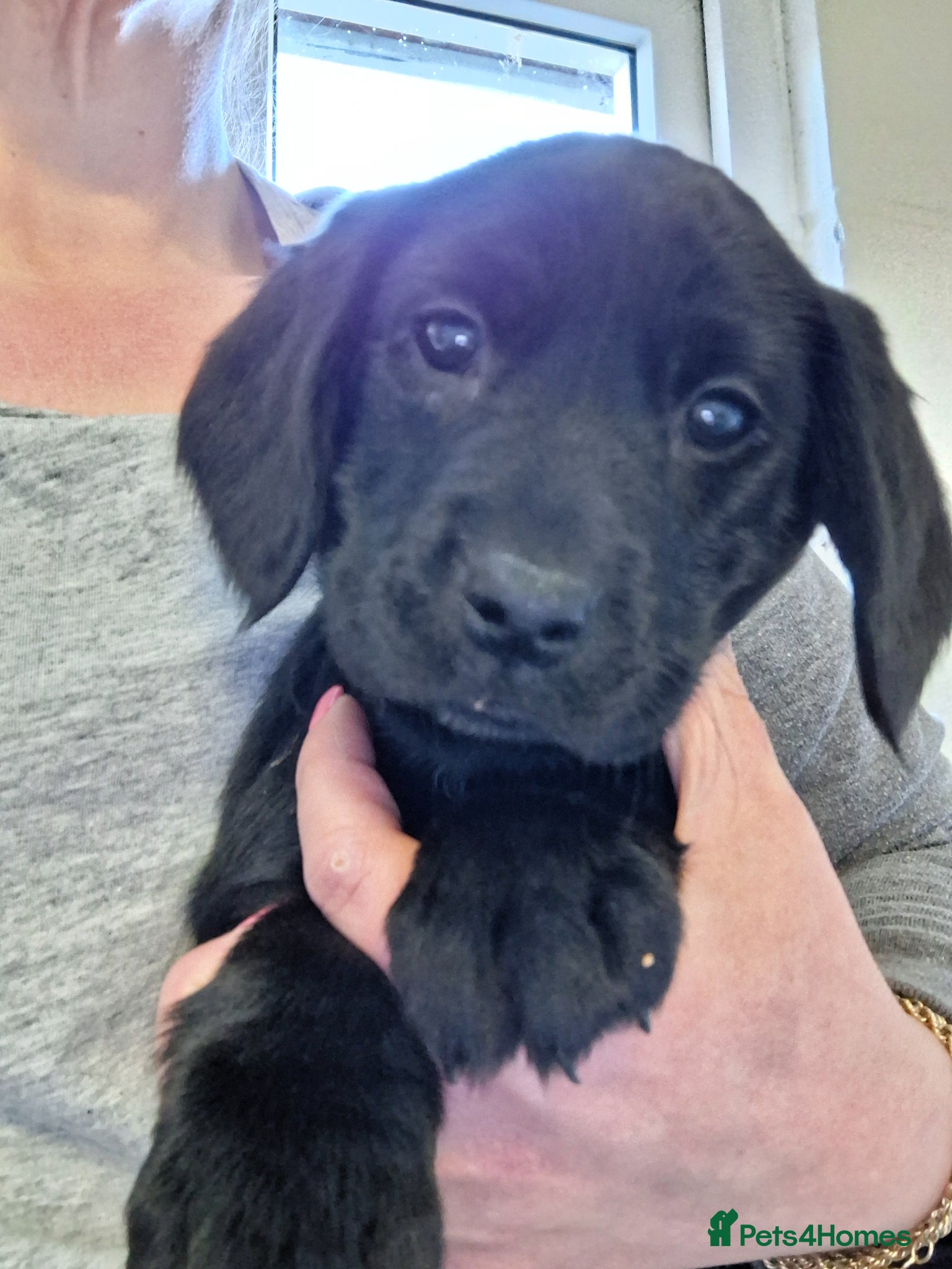 Cockerdor dogs Ready now! One girl left! Litter of F1 Cockadors  - Advert 2