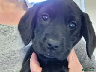 Cockerdor dogs Ready now! One girl left! Litter of F1 Cockadors - Advert 1