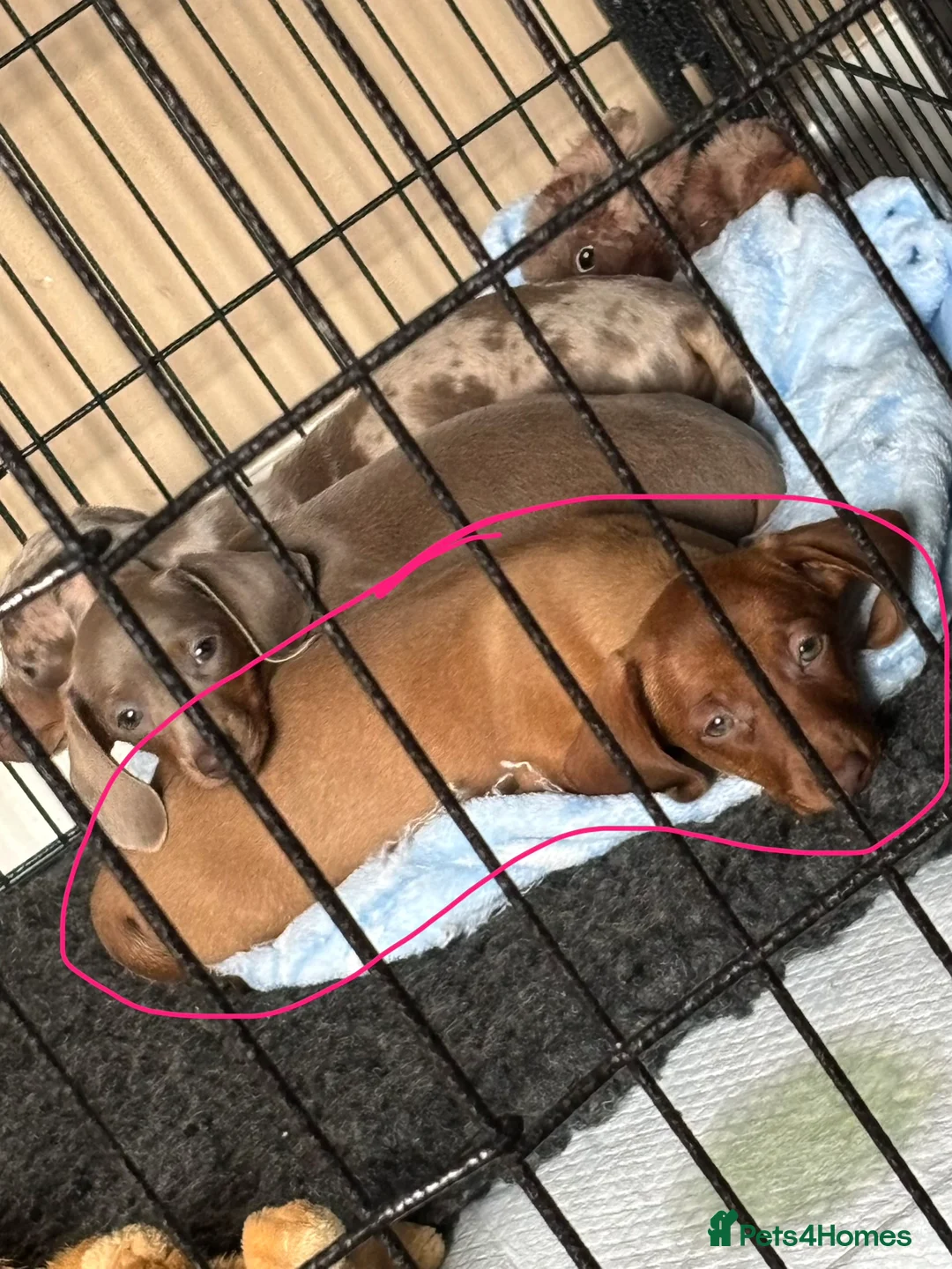 Miniature Dachshund dogs for sale: FAWN FEMALE MINI DACHSHUND - Advert 1