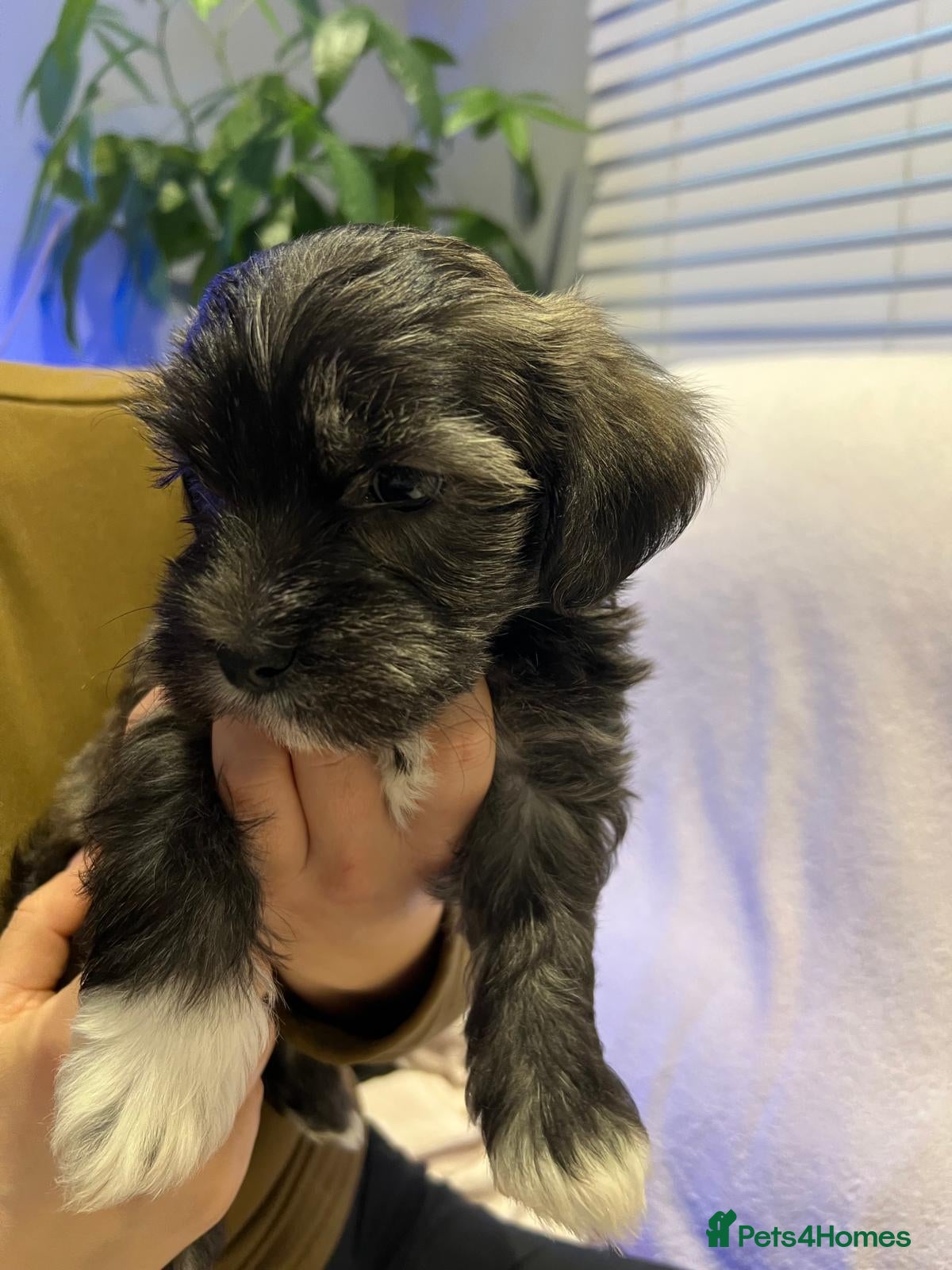 Mixed Breed dogs 🐾1 Boy Left 🐾Chorkie - Maltese Mix for Sale - Advert 9