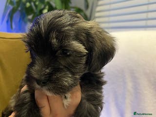 Mixed Breed dogs 🐾1 Boy Left 🐾Chorkie - Maltese Mix for Sale - Advert 9