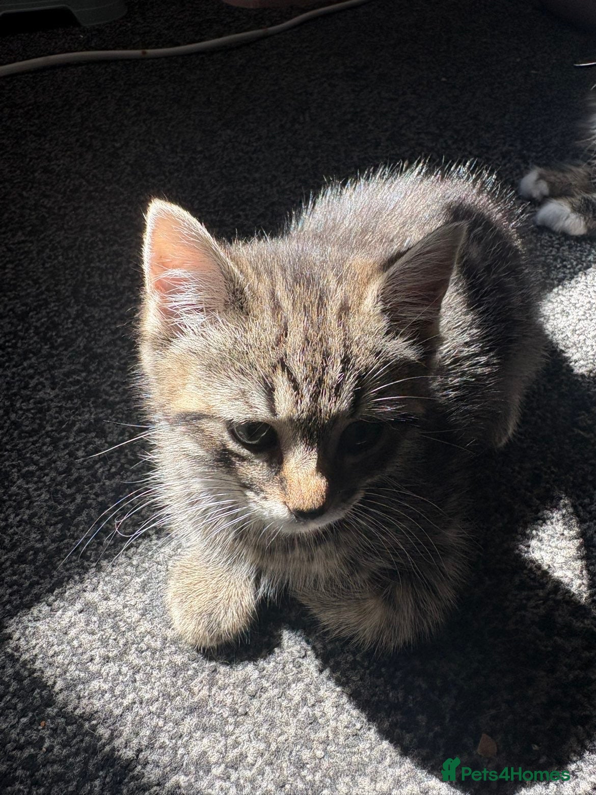 Mixed Breed cats for sale: Kittens in need of urgent homes  in Rotherham - Advert 12
