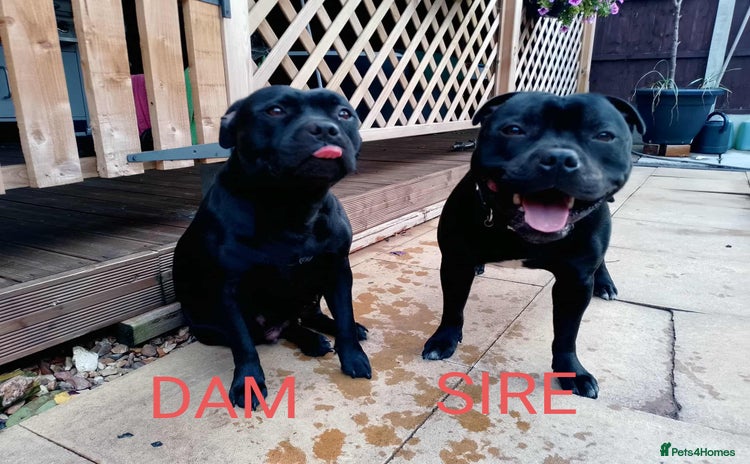 Staffordshire Bull Terrier dogs - Advert 2