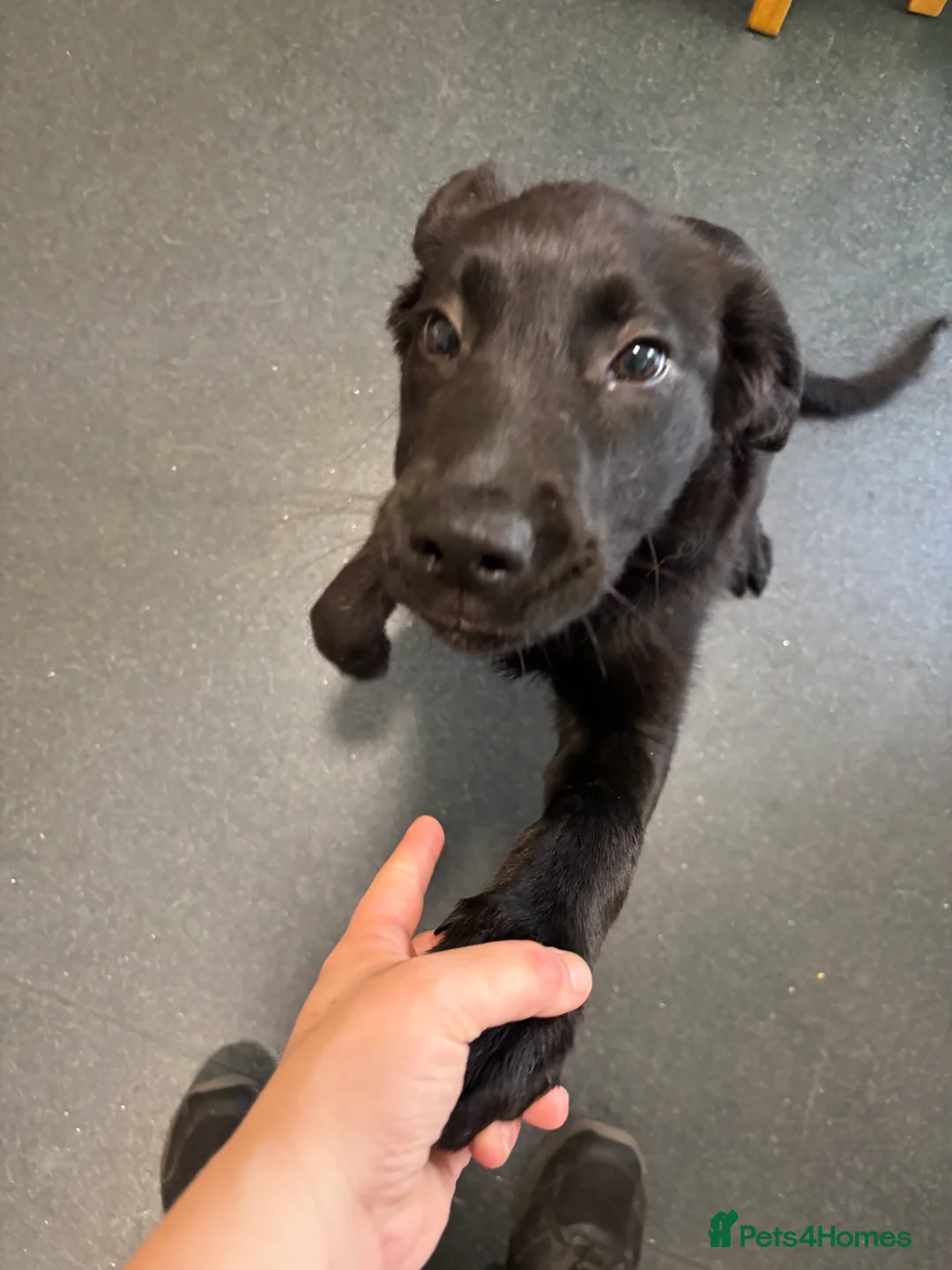 Mixed Breed dogs for sale: Lovely pup - Advert 2