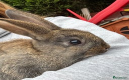 English rabbits for sale: 2 male rabbits  - Image 4