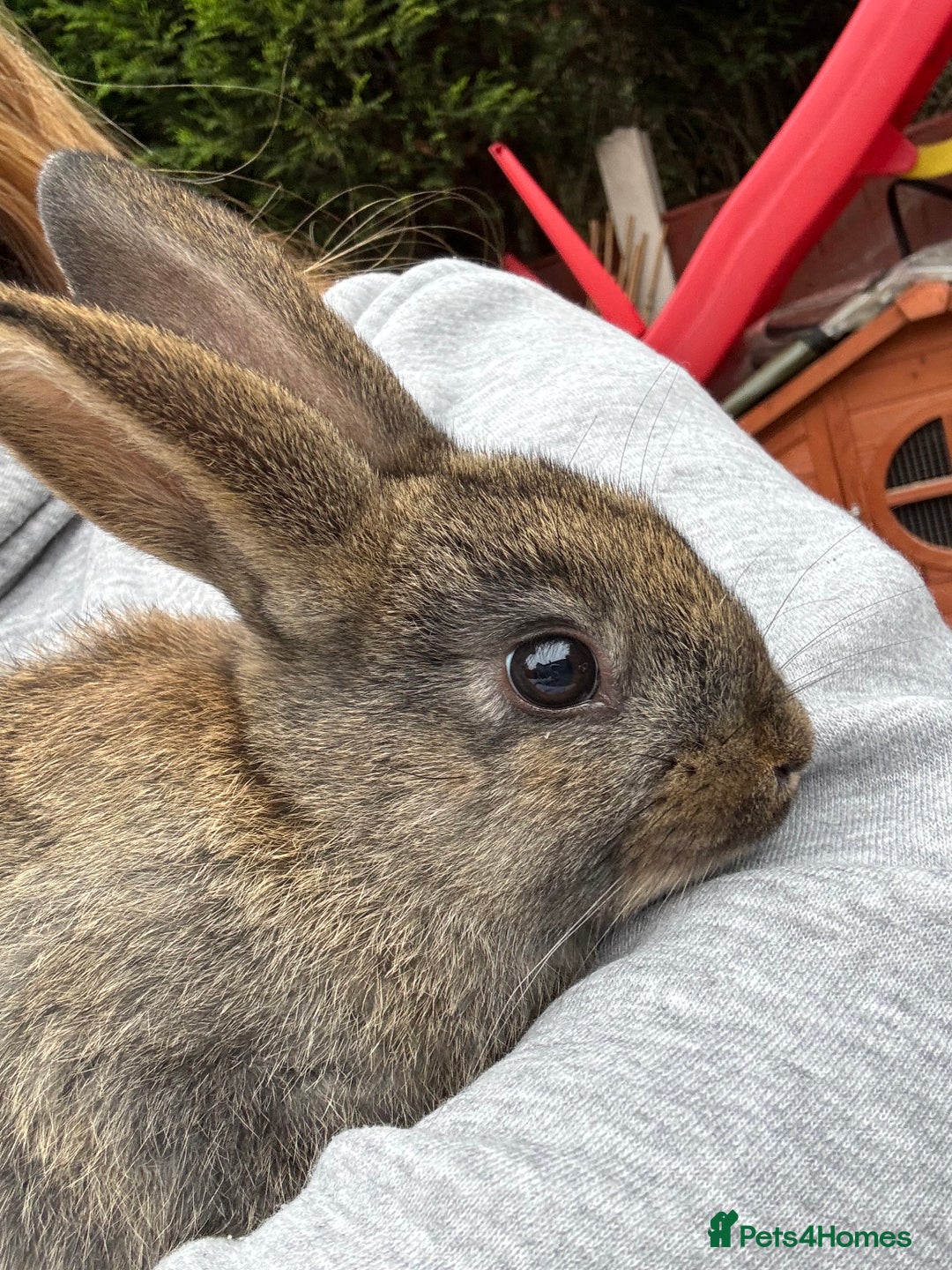 English rabbits for sale: 2 male rabbits  - Image 4
