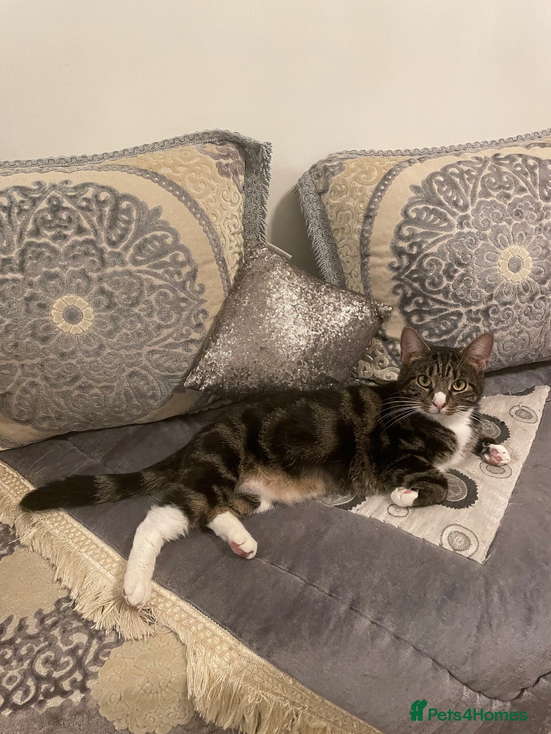 British Shorthair cats for sale: Two Beautiful Loving Male Cats  - Advert 9