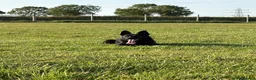 German Shepherd dogs for sale: Luna German Shepherd  in Hull - Advert 6