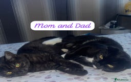 Mixed Breed cats for sale: Cutest Scottish Fold and BSH kittens  - Image 2