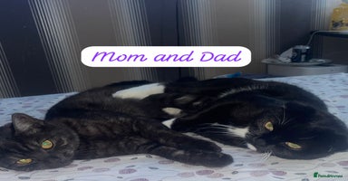 Mixed Breed cats - Advert 5