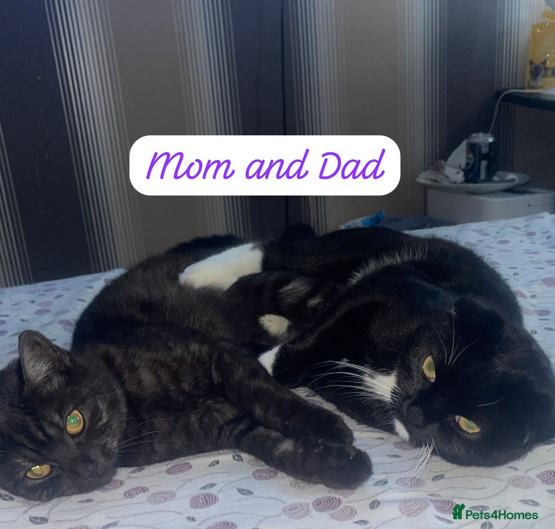 Mixed Breed cats for sale: Cutest Scottish Fold and BSH kittens  - Image 2
