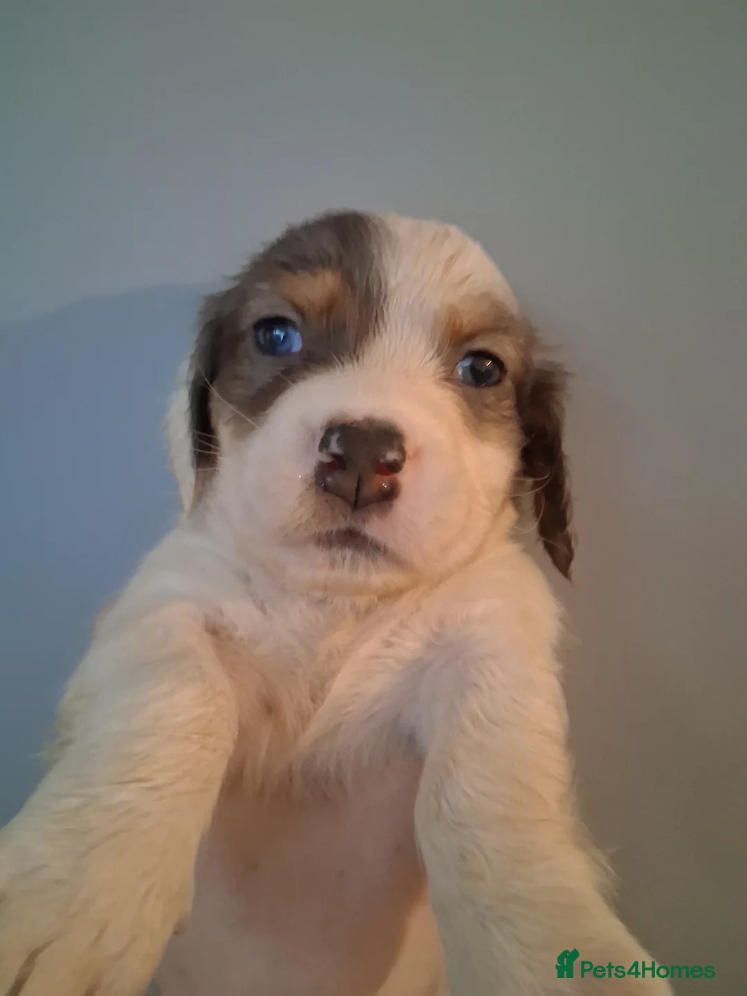 Mixed Breed dogs for sale: Dacshund x springer spaniel. - Advert 14