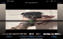 French Bulldog dogs for sale: Beautiful French bulldogs 🐶   - Image 15