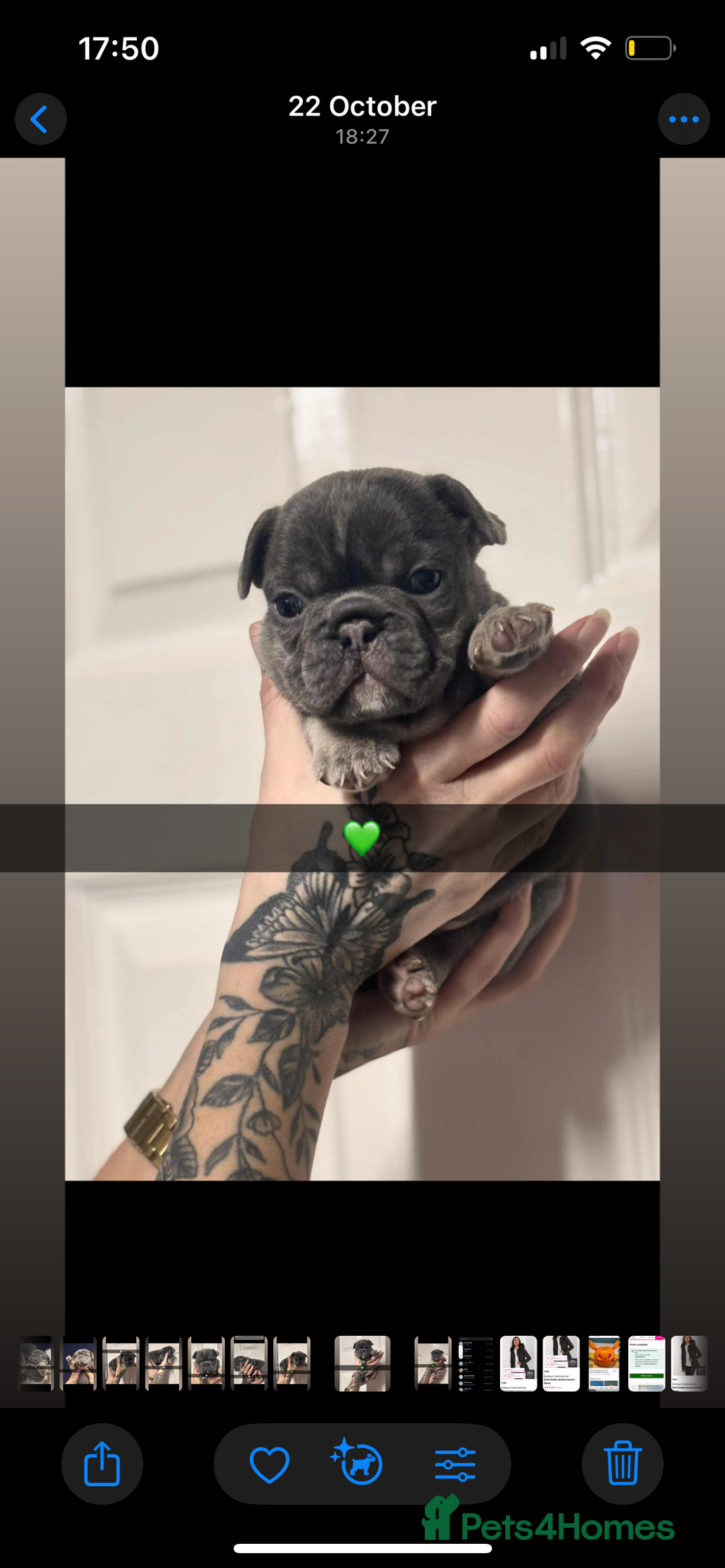 French Bulldog dogs for sale: Beautiful French bulldogs 🐶   - Image 15