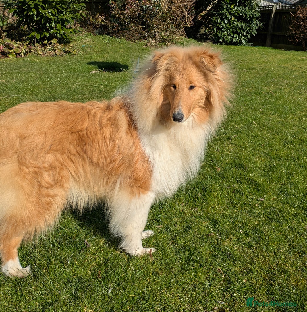 Rough Collie dogs for sale: CARRISTINA ROUGH COLLIES - Advert 1