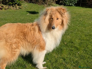 Rough Collie dogs CARRISTINA ROUGH COLLIES - Advert 1