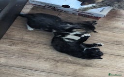 Domestic Shorthair cats for sale: 4 beautiful kittens - Image 18