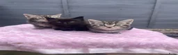 Mixed Breed cats for sale: 2 females 1 male kittens ready now  - Advert 4