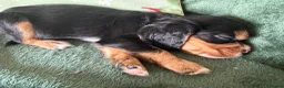 Cockalier dogs for sale: Beautiful, health tested cockalier puppies.  - Advert 8