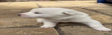 White Male (Aramis)