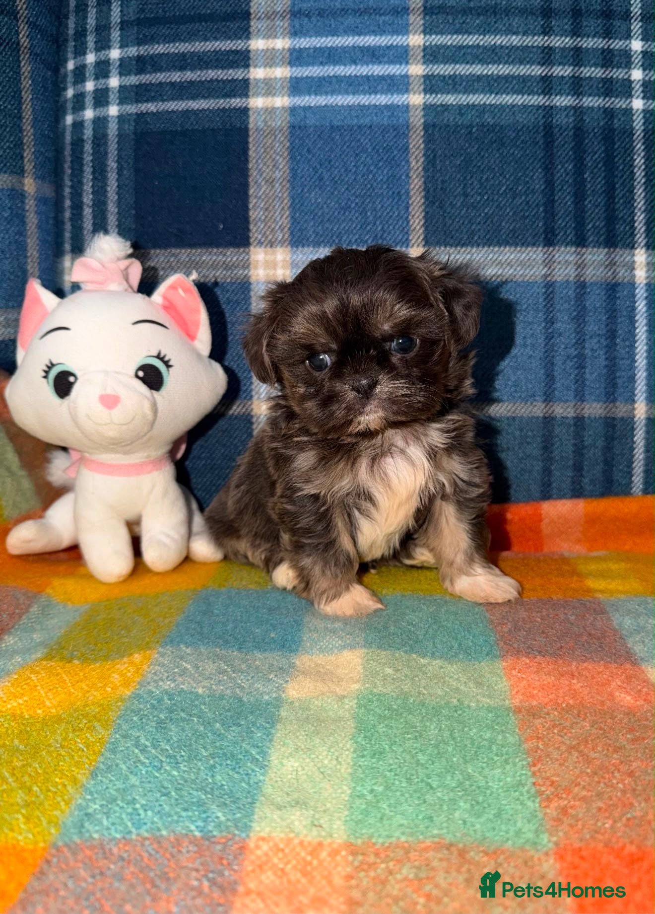 Shih Tzu dogs 🩷💙Stunning KC Shih Tzu Puppies 💜🩷 - Advert 1
