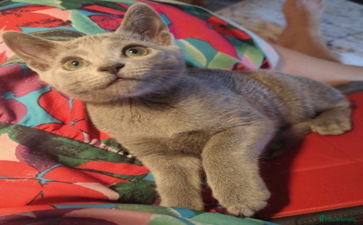 Russian Blue cats - Advert 1