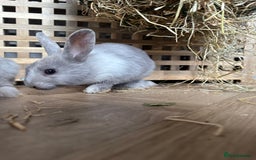 Mixed Breed rabbits for sale: Baby Rabbits  - Image 5
